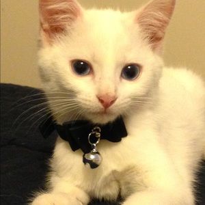 Meet your Posher, Lori